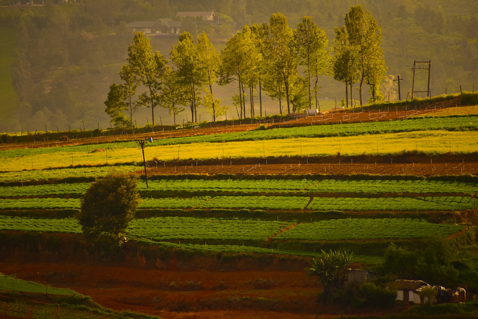 A green field with trees on the side of it