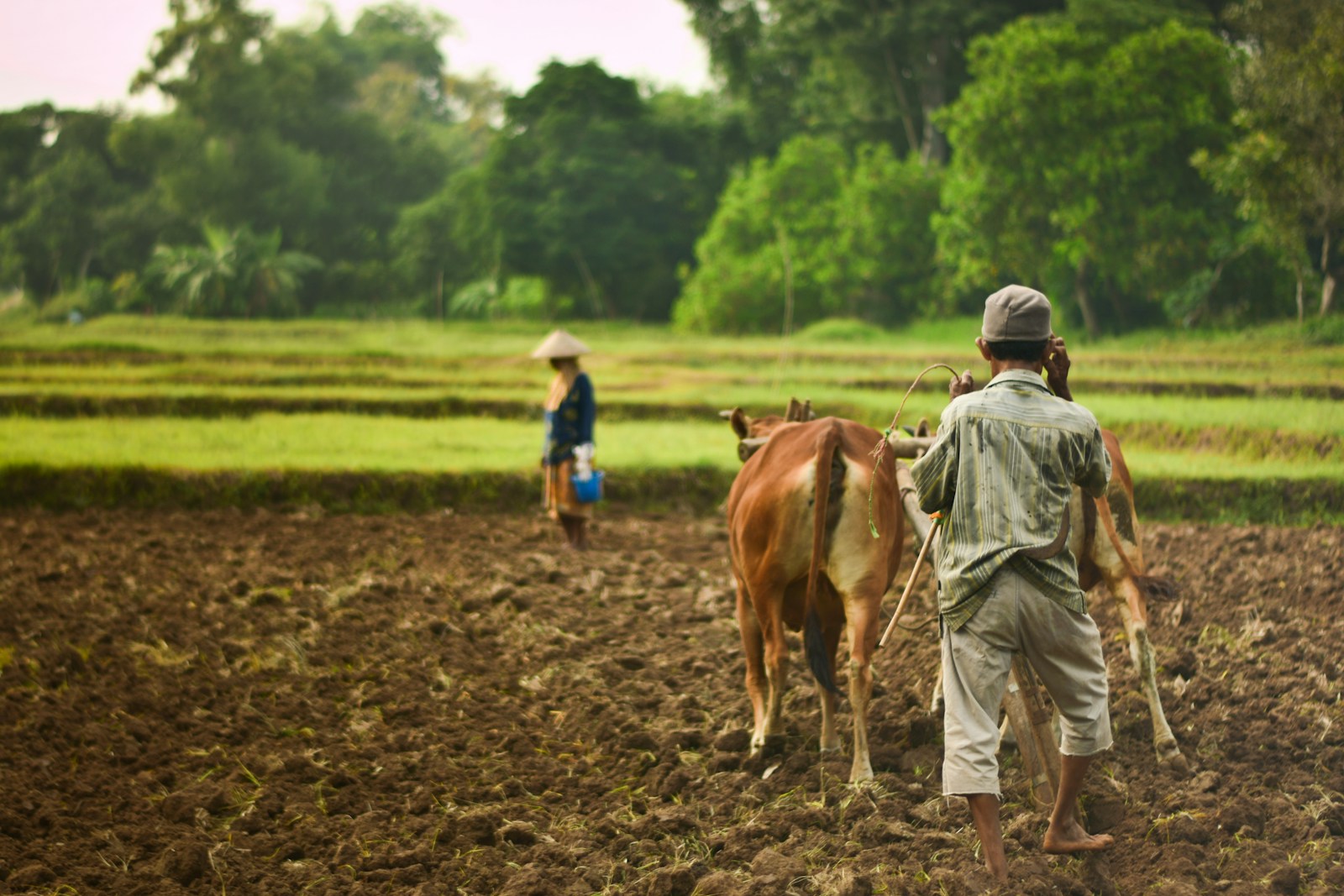 a man is plowing a field with two cows