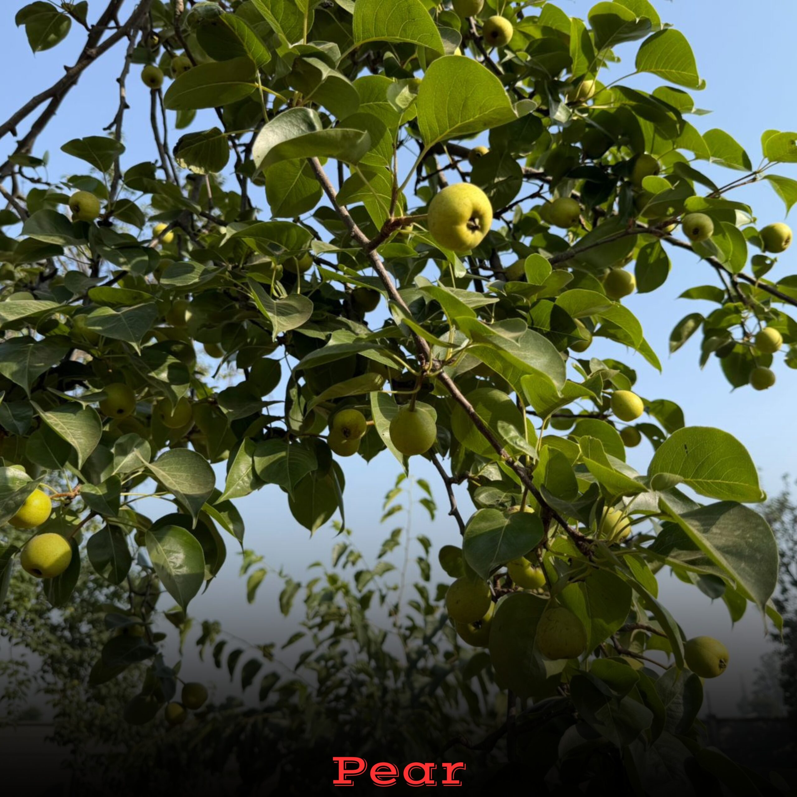 java plum